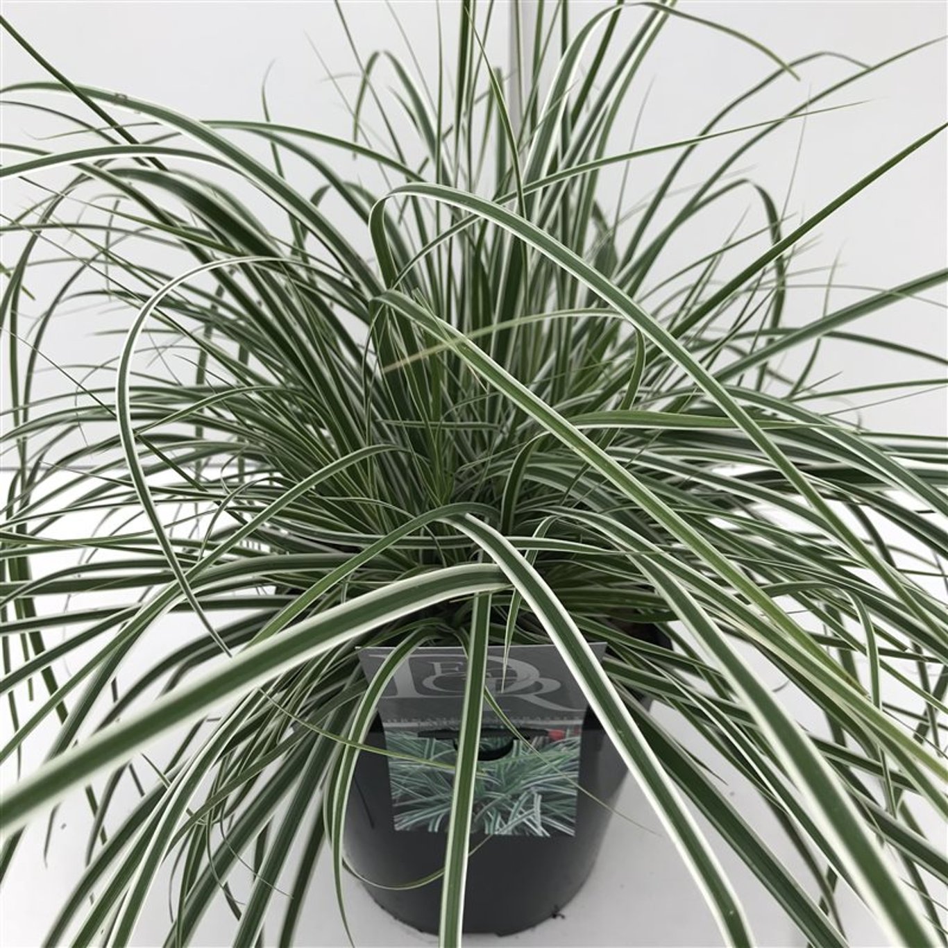 Carex oshim. 'Everest' - C5